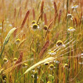 Einkorn