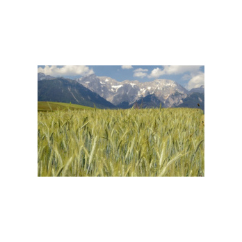 Bio Alpenroggenmehl® * 1 kg